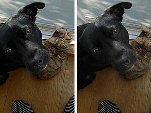 Real and AI generated picture of cat and dog