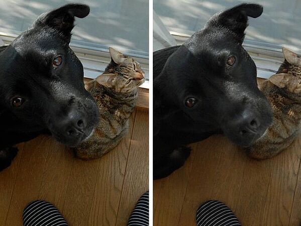 Real and AI generated picture of cat and dog