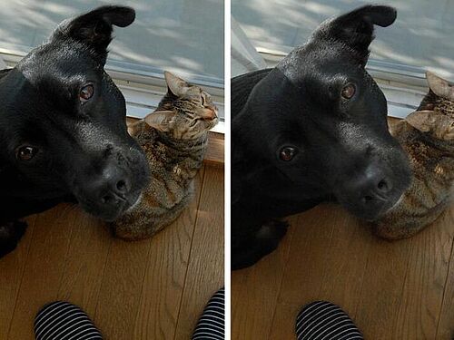 Real and AI generated picture of cat and dog